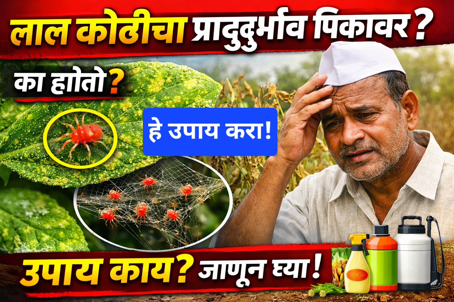 लाल कोळीचा प्रादुर्भाव रोखण्यासाठी काय उपाय करावे?