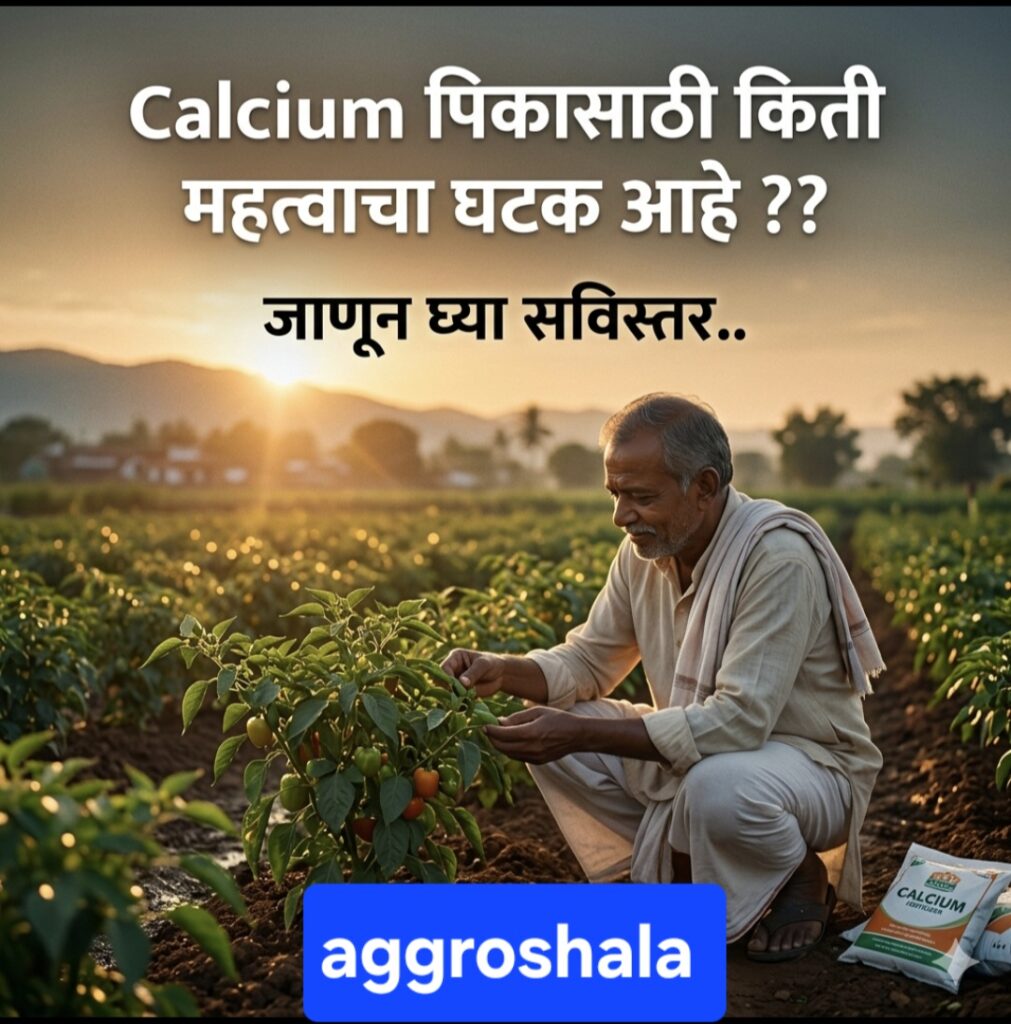Calcium पिकासाठी किती महत्वाचा आहे? कमतरतेमुळे पिकाचे नुकसान होते का?जाणून घ्या सविस्तर