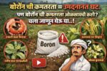 बोरॉन पिकामध्ये काय काम करते?