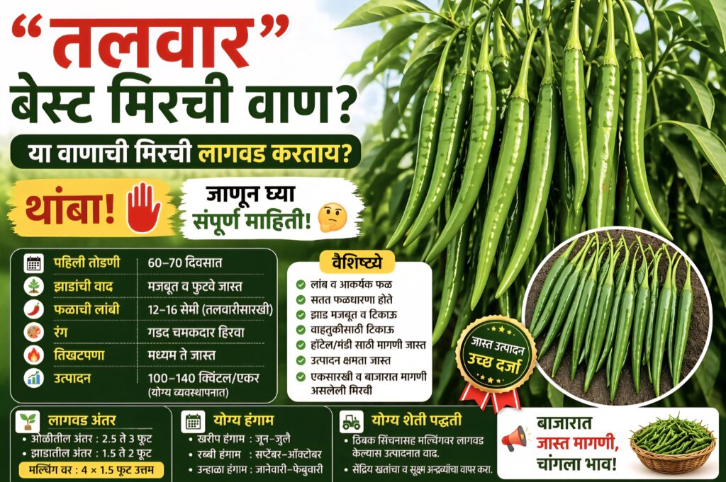 मिरची लागवड 2026 "तलवार" या मिरची वाणाचे फायदे काय?