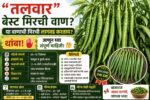 मिरची लागवड 2026 "तलवार" या मिरची वाणाचे फायदे काय?