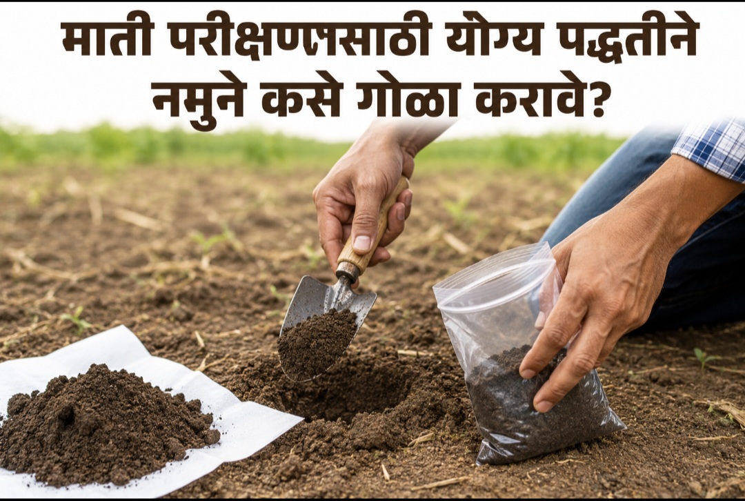 माती परीक्षणासाठी नमुने कसे गोळा करावे?